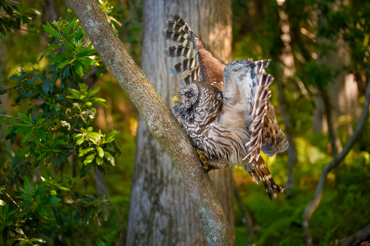 Owl Over Here, Owl Over There, Owls Everywhere! cover image