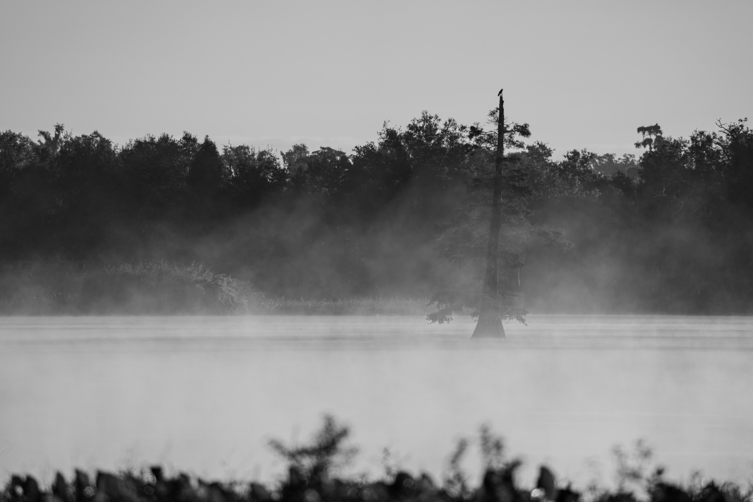 Foggy Sunrise