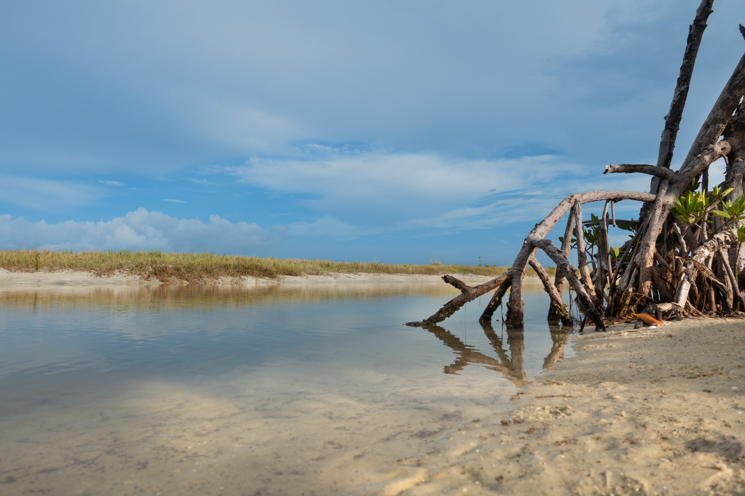 Mangrove Morning